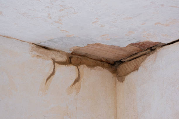 Best Mold removal after water damage  in Untain Grove, MO