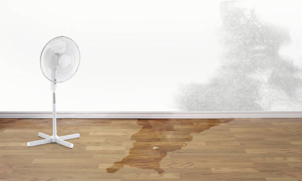 Best Professional water damage repair  in Untain Grove, MO